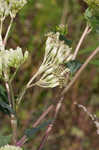 Pale Indian plantain